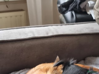 Chihuahua honden Mooie chihuahua pups langharig - Advertentie 1