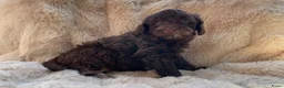 Labradoodle honden te koop: Nog 3 prachtige Labradoodle puppy’s beschikbaar - Advertentie 21