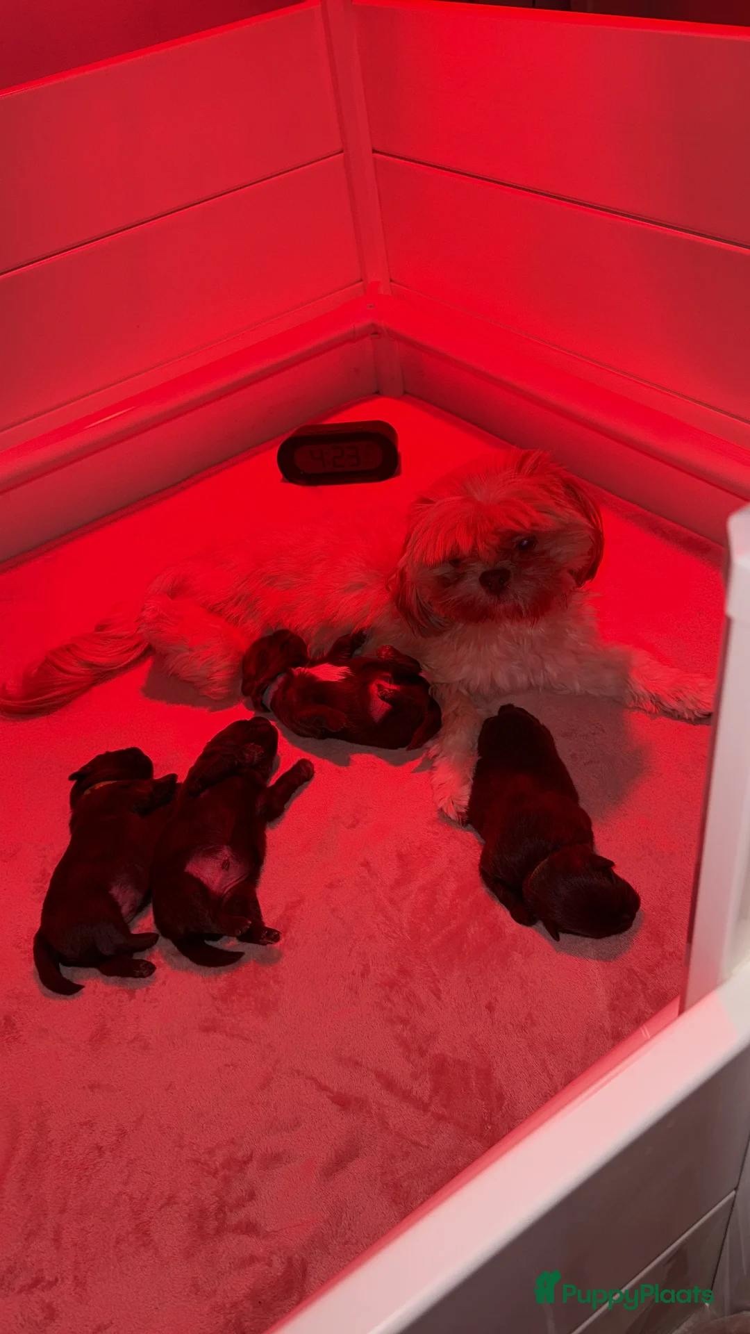 Kruising honden te koop: Prachtig pups Shih Tzu Pomeriaan shiranian  - Advertentie 4