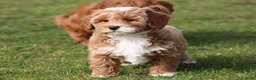 Maltipoo honden te koop: Knappe Maltipoo pups. - Advertentie 3