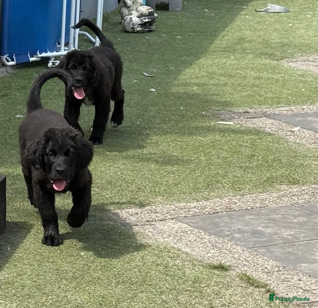 Kruising honden te koop: Newfoundlander Kruising pups  - Afbeelding 24
