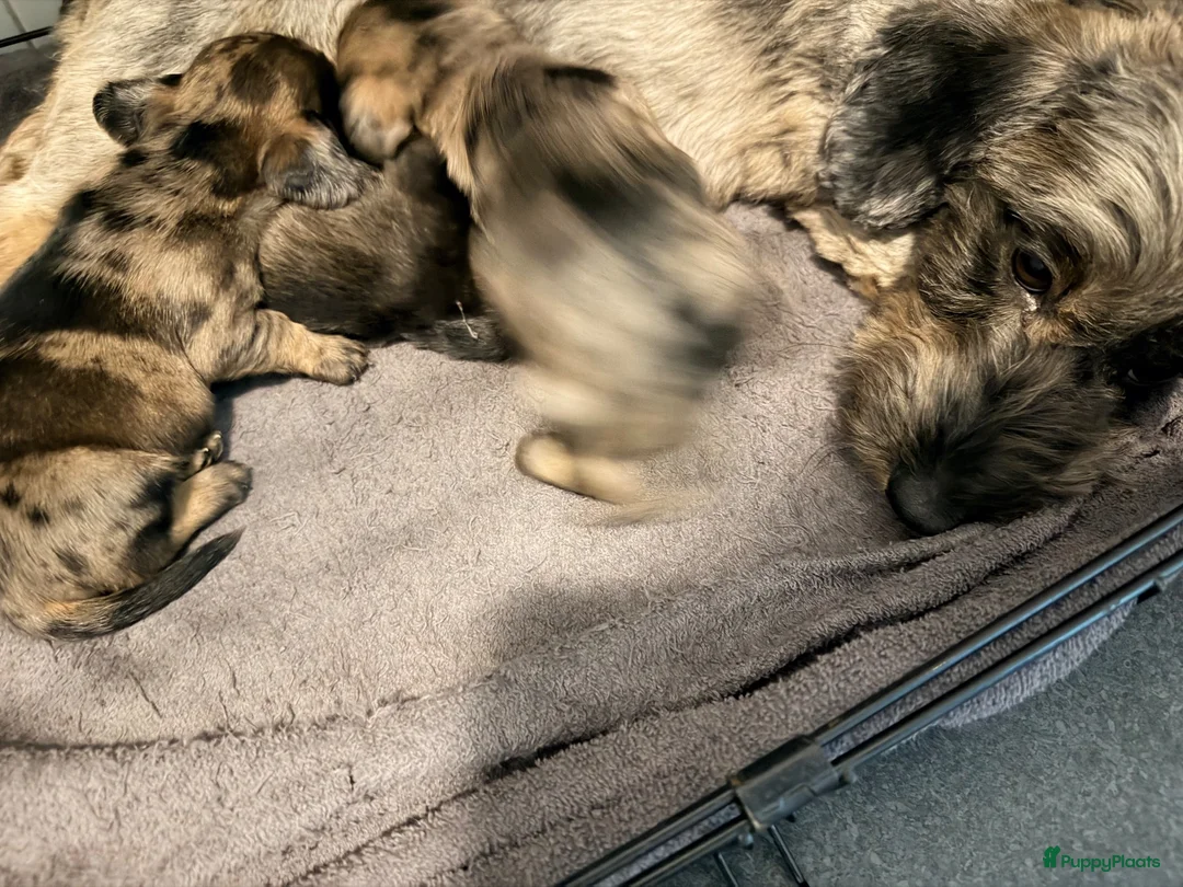 Ruwhaar Teckel honden te koop: Unieke kaninchen/dwerg teckel pups - Advertentie 11