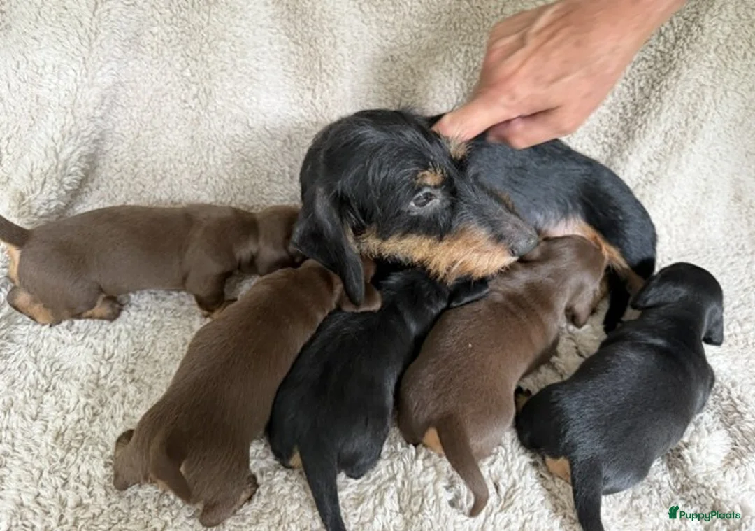 Ruwhaar Teckel honden te koop: Ruwhaar dwerg teckel pups - Advertentie 2