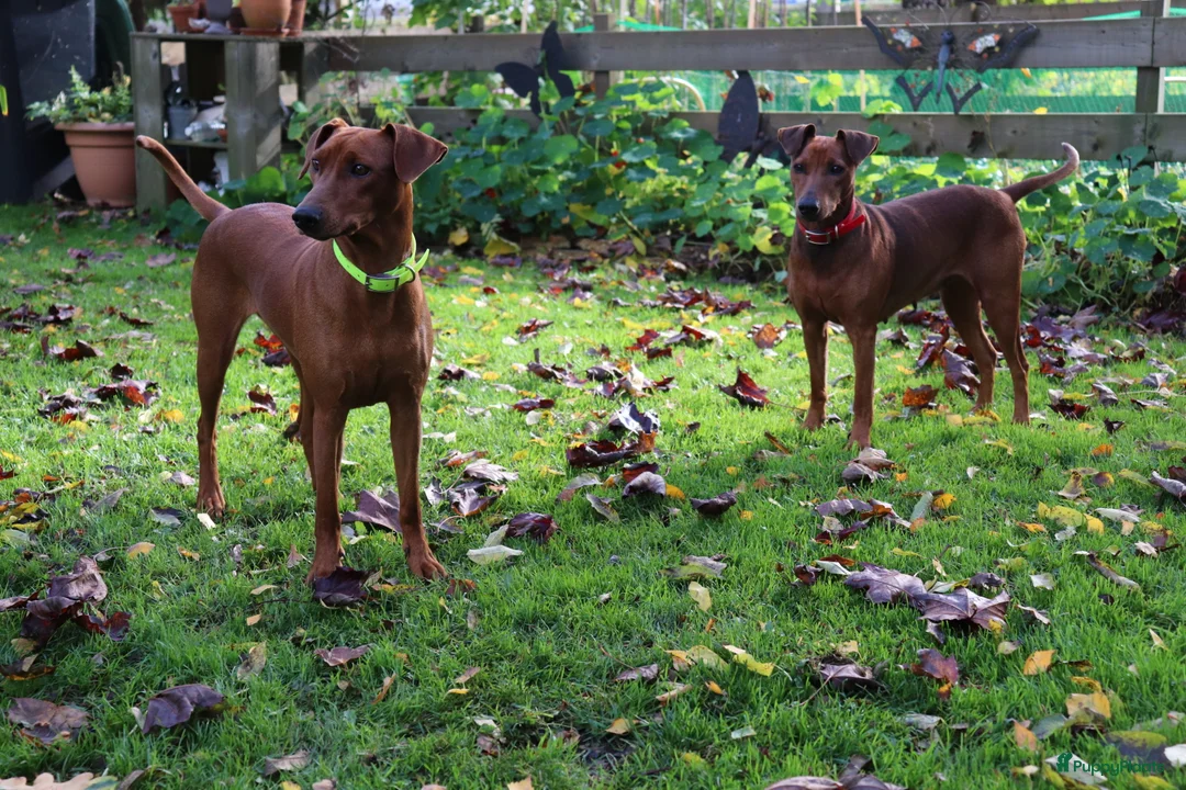 Galerij afbeelding {{count}}