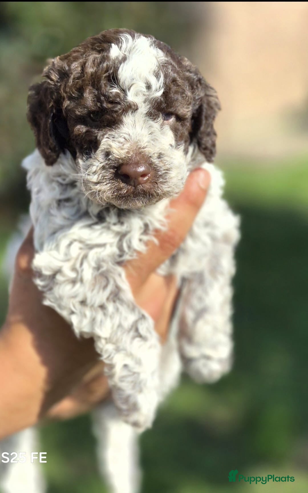 Lagotto Romagnolo honden Italiaanse waterpuppy's - Advertentie 2