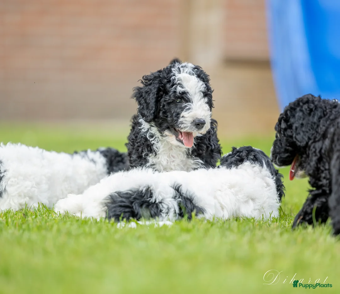 Galerij afbeelding {{count}}