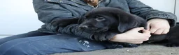 Labrador Retriever honden te koop: Hele lieve labrador pups te koop! - Advertentie 15