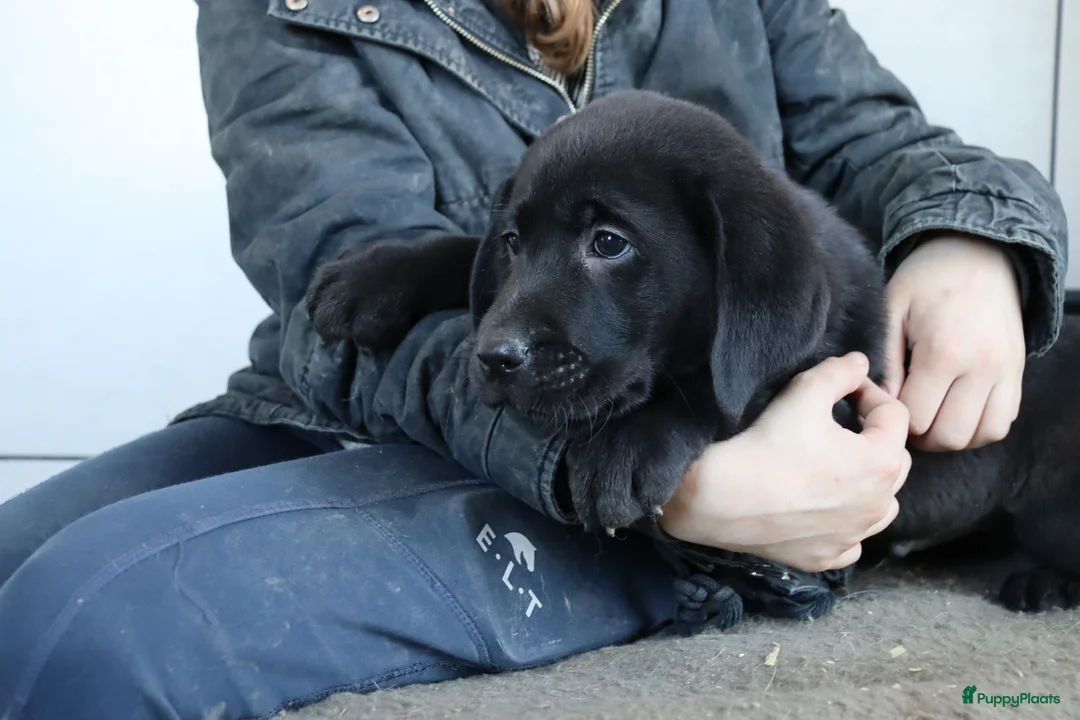 Labrador Retriever honden te koop: Hele lieve labrador pups te koop! - Advertentie 15