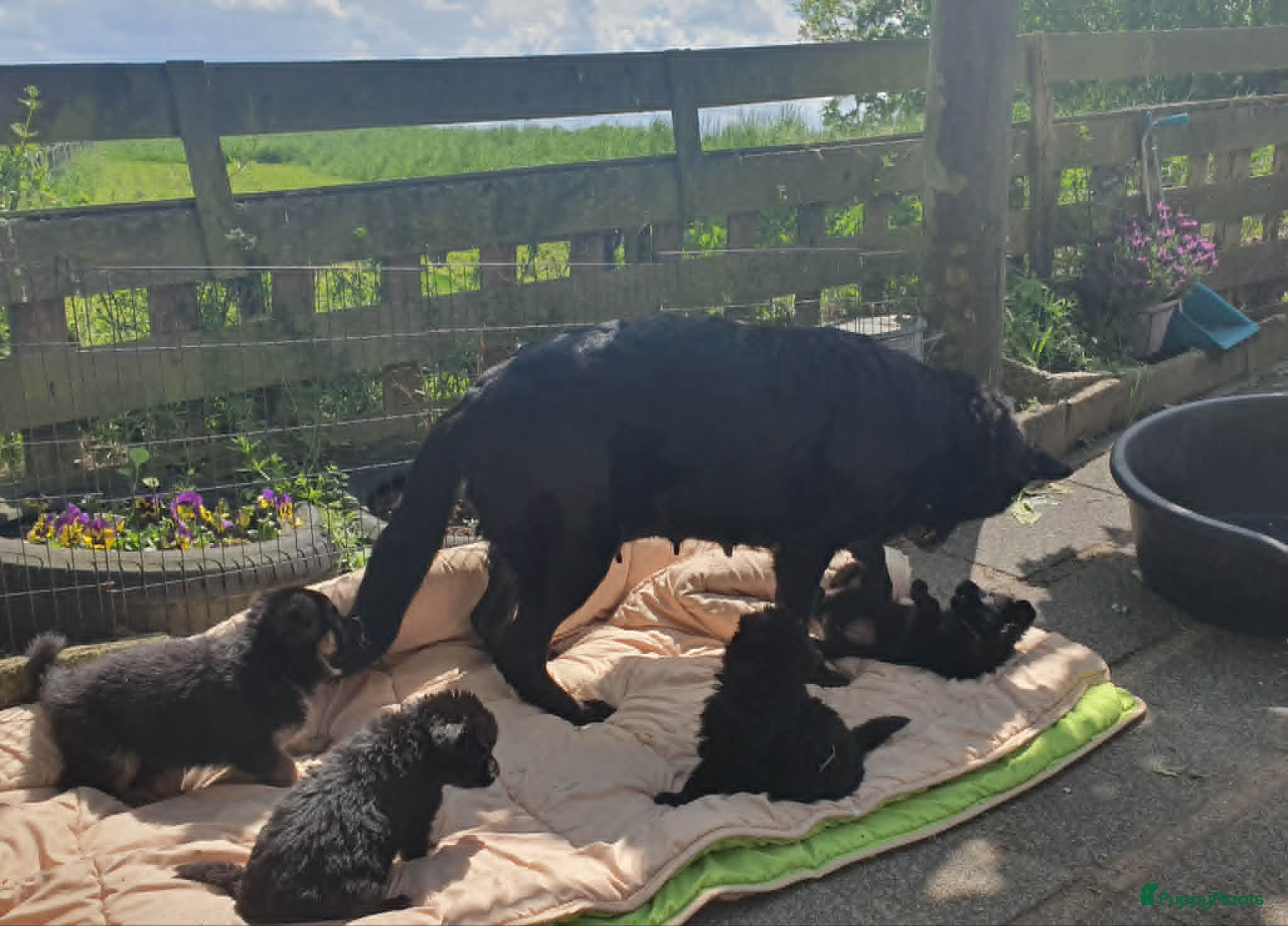 Duitse Herder honden Prachtig zwart langhaar Duitse Herder reutje - Advertentie 1