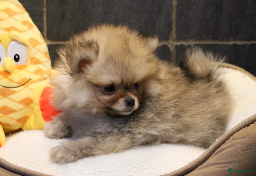 Pomeriaan honden te koop: Pomeriaan pups - Advertentie 16