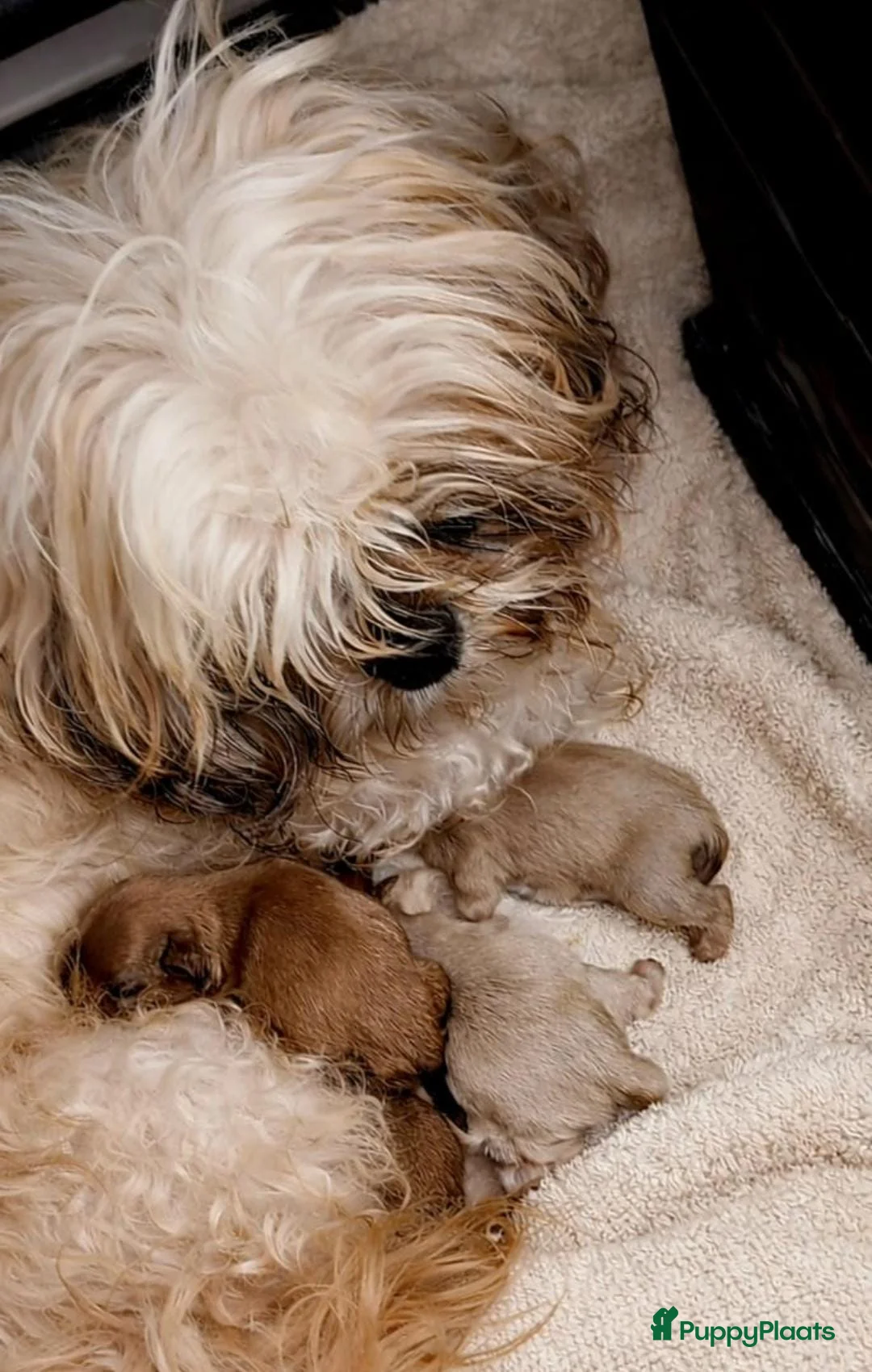 Shih Tzu honden te koop: Prachtige Shih Tzu pups - Advertentie 2