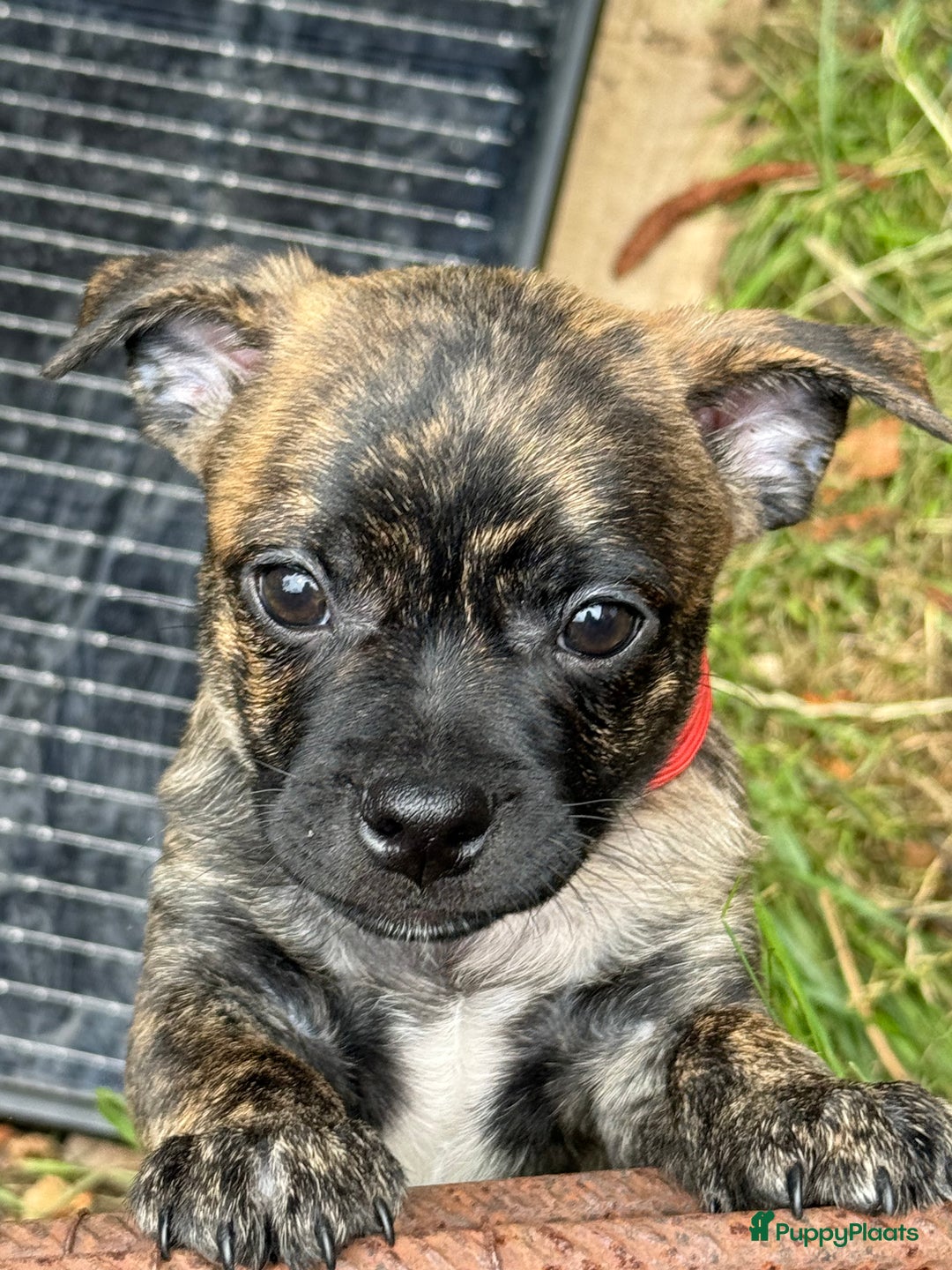 Kruising honden te koop: Kruising AHT American Hairless Terriër X Bulletje  in Hazerswoude-Rijndijk - Afbeelding 7