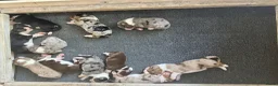 Australian Shepherd honden te koop: Nog 4 Australische Herder pups beschikbaar! - Advertentie 25