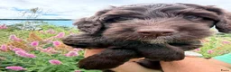 Australian Labradoodle honden te koop: Prachtige donkerbruine Australian Labradoodle reu - Advertentie 12