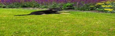 Duitse Herder 4