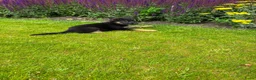 Duitse Herder honden te koop: Prachtige Duitse herder pups - Advertentie 26