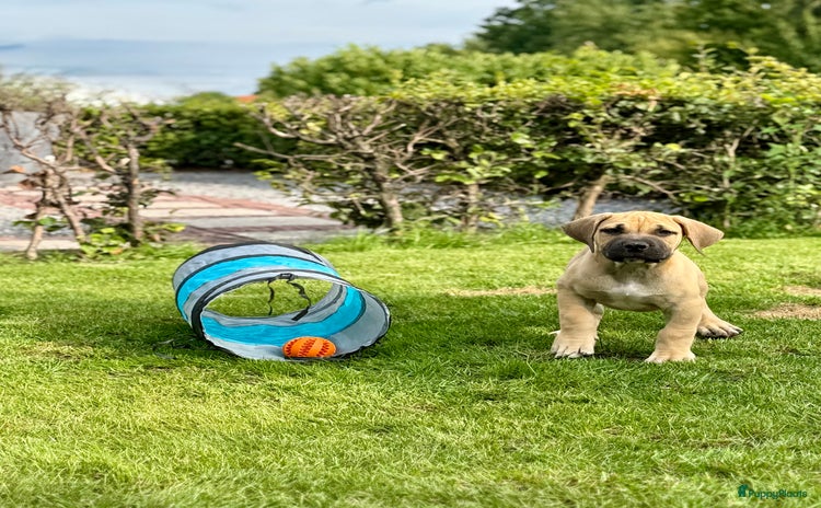 Boerboel honden - Advertentie 11