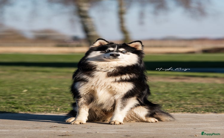 Pomsky honden - Advertentie 2