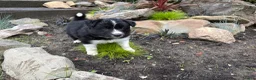 Border Collie honden te koop: Border collie pups  - Advertentie 6