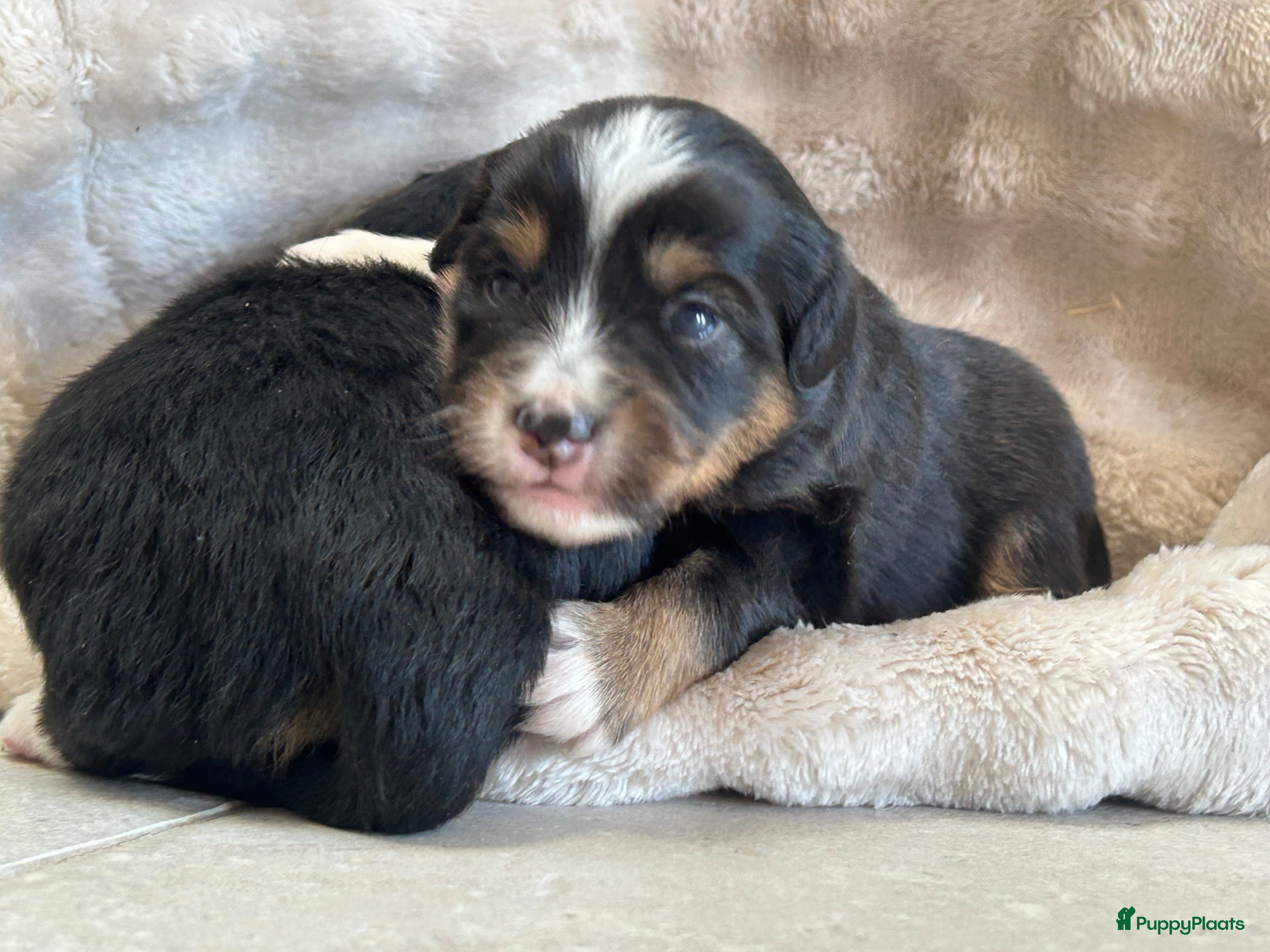Australian Shepherd honden Miniatuur American shepherd  - Advertentie 1