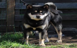 Shiba honden te koop: Shiba teefje met stamboom - Afbeelding 35