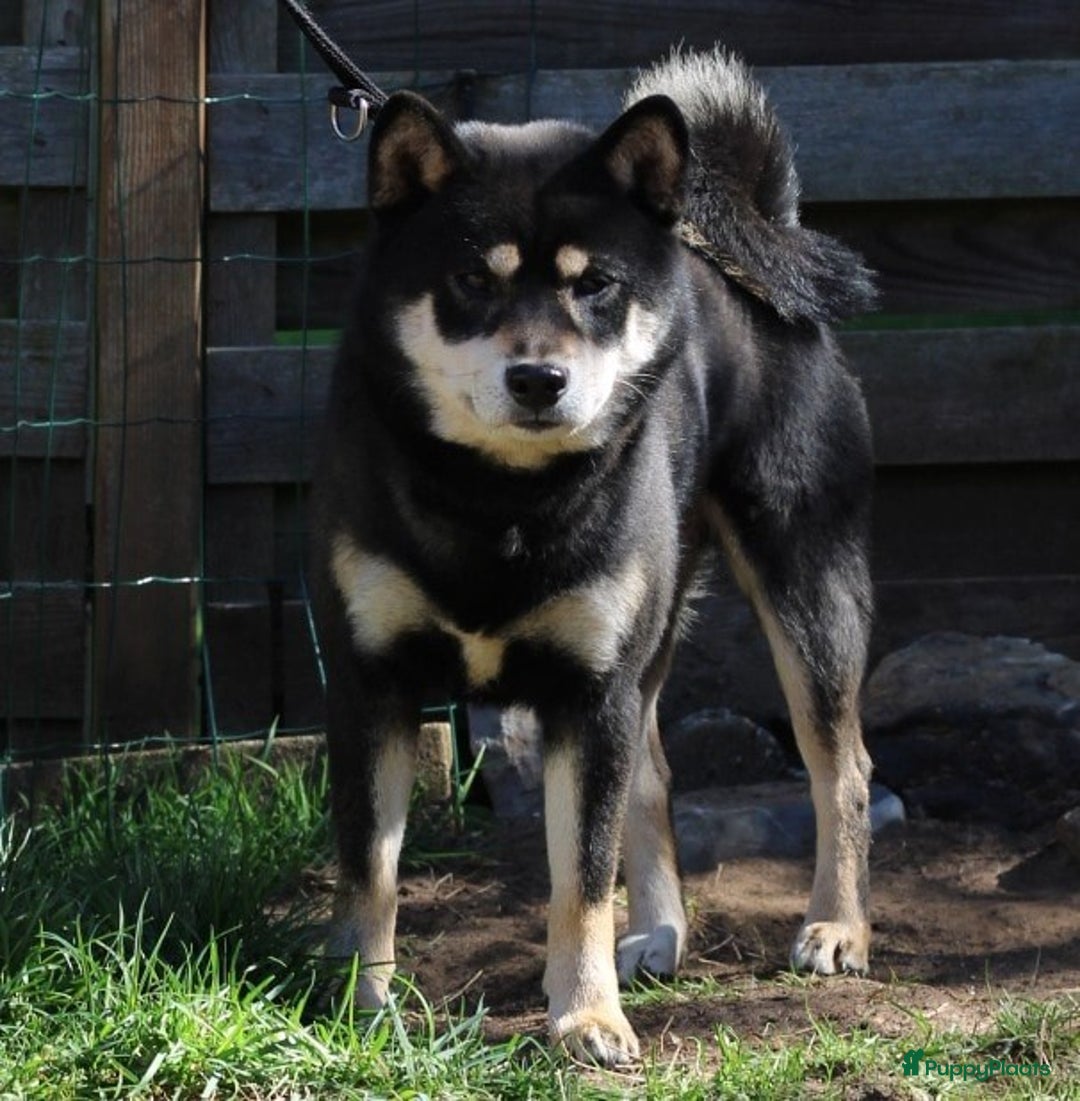 Shiba honden te koop: Shiba teefje met stamboom - Afbeelding 35