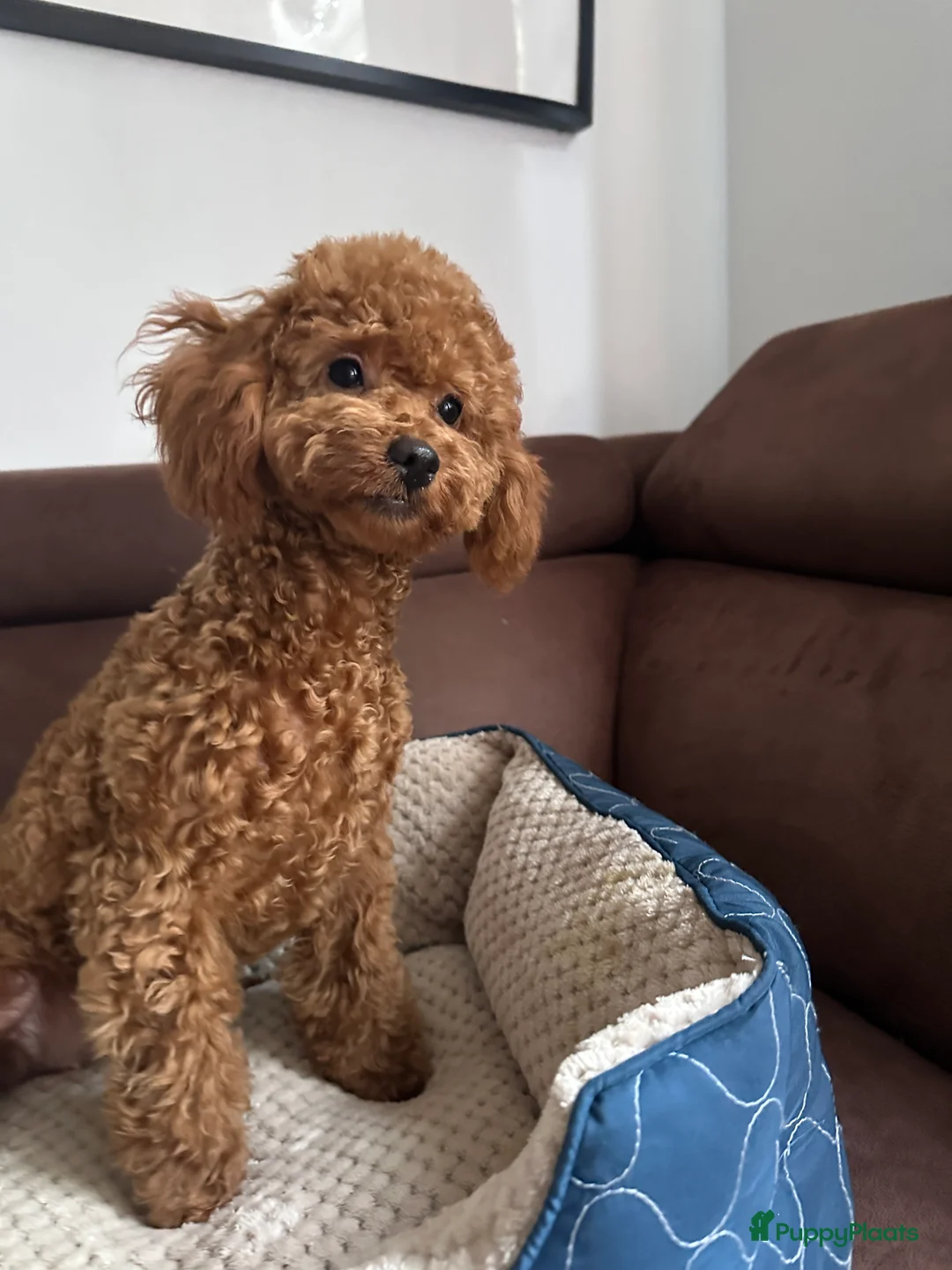 Poedel Toy honden te koop: Toy Poedel meisje zoekt familie - Advertentie 3