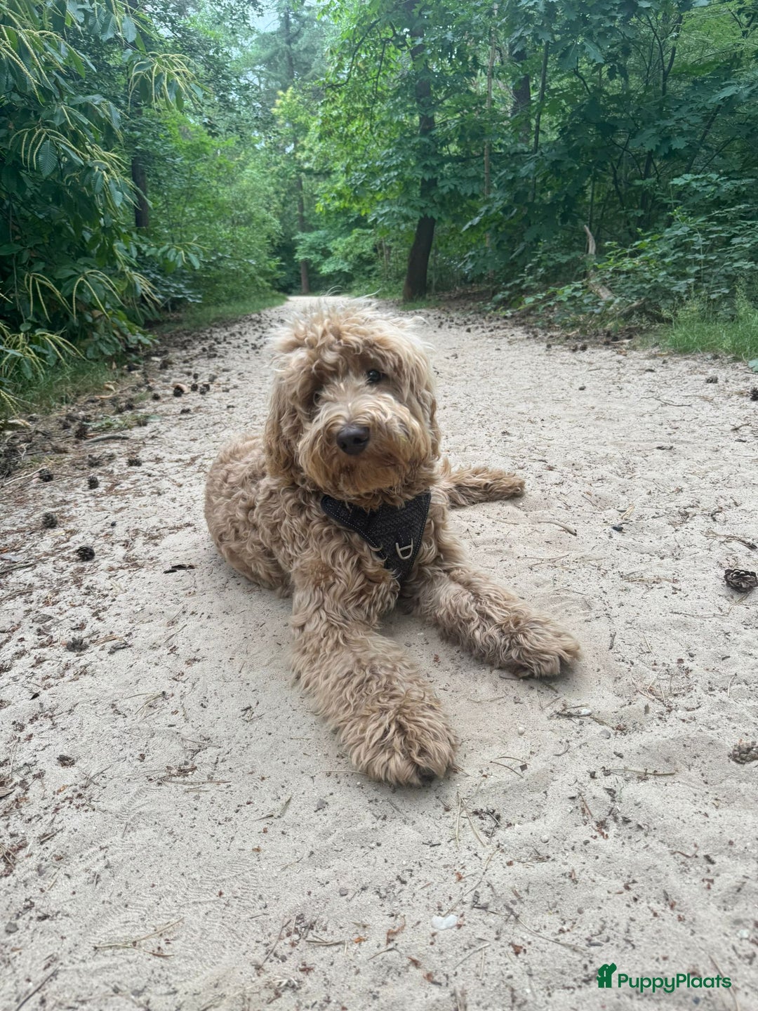 Australian Labradoodle honden te koop: Labradoodle medium ( Australian ) - Advertentie 28