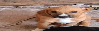 Beertje