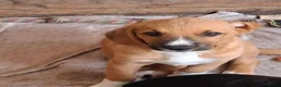 Kruising honden te koop: Beagle kruising - Advertentie 4