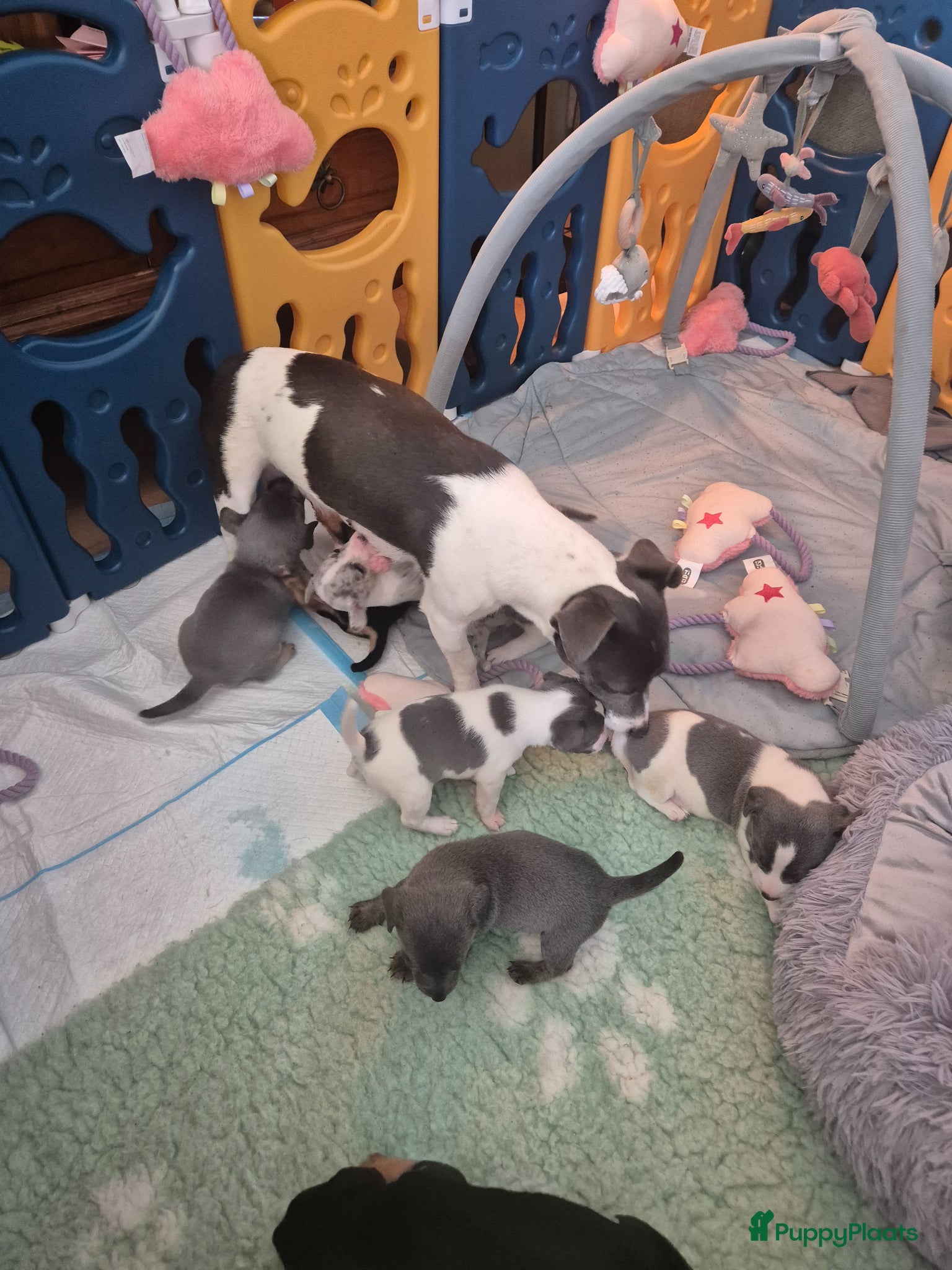 Jack Russel Terriër honden Gezonde Jack russell pups te koop - Advertentie 2