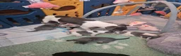 Jack Russel Terriër honden te koop: Gezonde Jack russell pups te koop - Advertentie 1