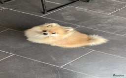 Pomeriaan honden te koop: Volwassen pomeriaan - Afbeelding 1