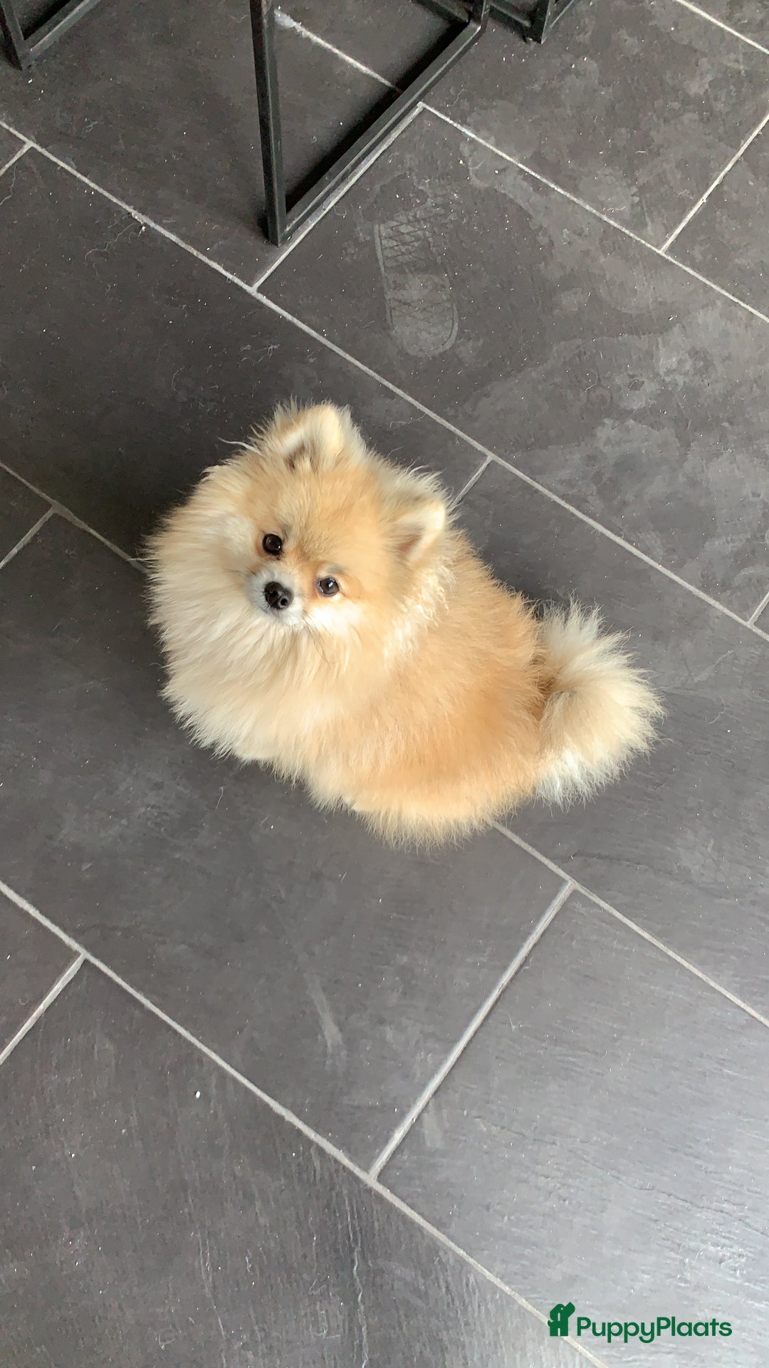 Pomeriaan honden te koop: Volwassen pomeriaan - Afbeelding 1