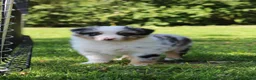 Australian Shepherd honden te koop: Australian shepherd pups beschikbaar - Advertentie 14