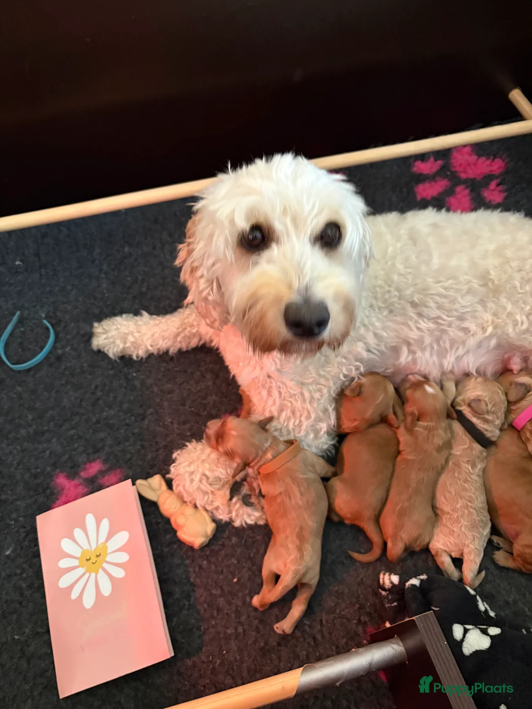 Kruising honden te koop: Lieve mini doodles ( nog 1 teefje beschikbaar)  in Boxmeer - Advertentie 2