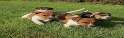 Jack Russel Terriër honden te koop: Jack russel - Advertentie 4