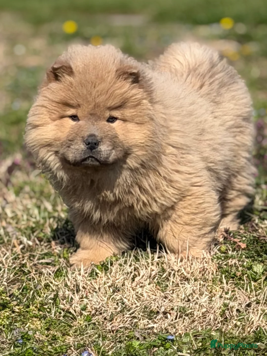 Chow Chow honden te koop: Blue fawn / cinnamon chow chow nest - Advertentie 2