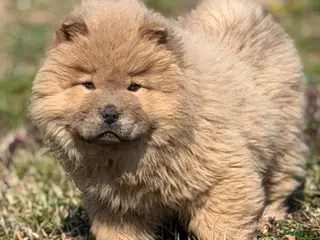 Chow Chow honden Blue fawn / cinnamon chow chow nest - Advertentie 19