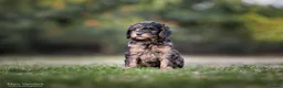 Goldendoodle honden te koop: Prachtig particulier nestje goldendoodles - Advertentie 2