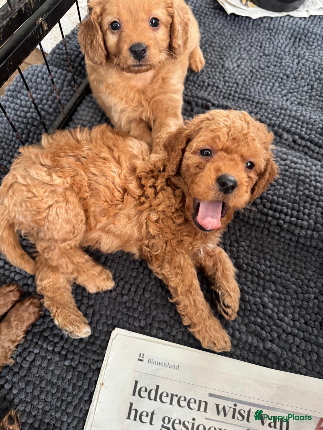 Kruising honden te koop: Huiselijke nest POEDELS, moeder & vader aanwezig  - Advertentie 17