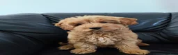 Cockapoo honden te koop: Cockapoo pup (Toy Poedel x Cocker Spaniël) - Advertentie 11