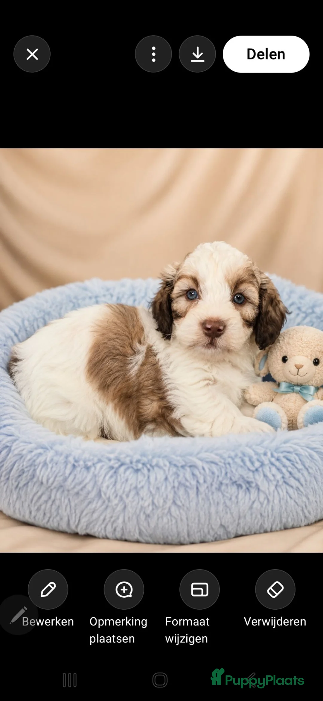 Boomer honden te koop: Mooie gezonde boomer pups. Maltezer maal shih tzu - Advertentie 11