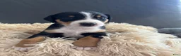Appenzeller Sennenhond honden te koop: Appenzeller pups - Advertentie 7