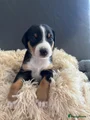 Appenzeller Sennenhond Puppy 4