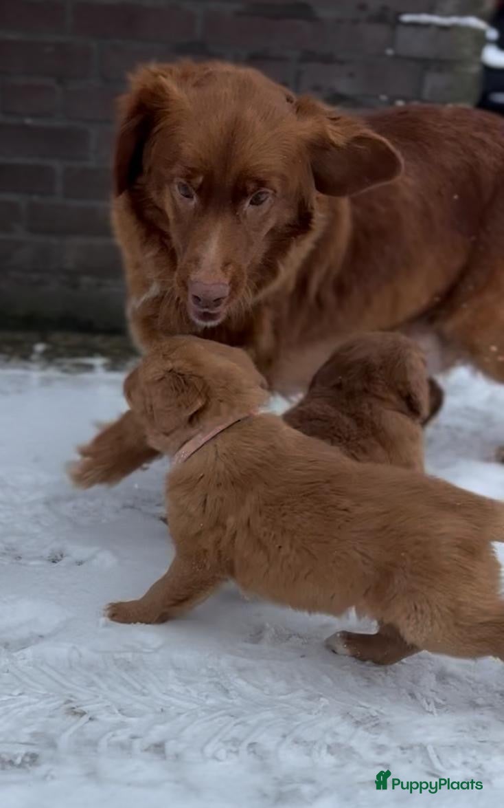 Nova Scotia Duck Tolling Retriever honden Toller pups met stamboom te koop  - Advertentie 2