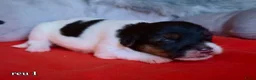 Jack Russel Terriër honden te koop: Lieve Jack Russell pups - Advertentie 2