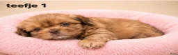Kruising honden te koop: Prachtige boomer pups. Shih tzu maal maltezer. - Advertentie 3