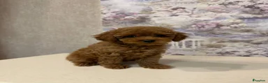 Poedel Toy 2