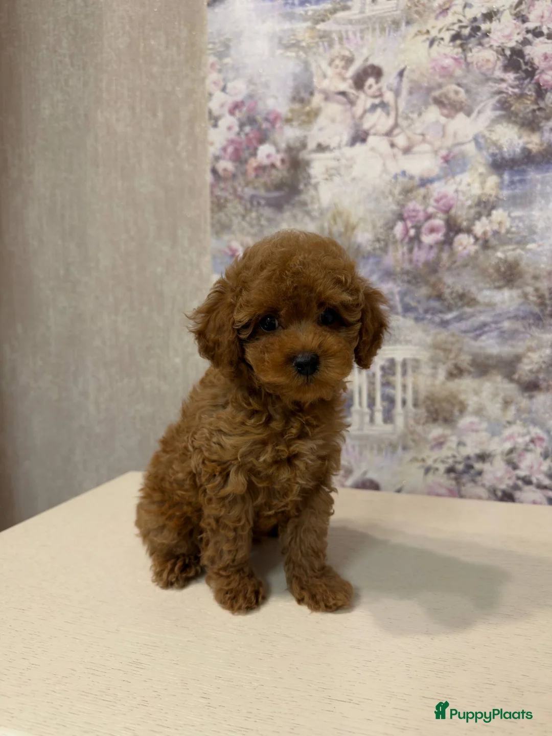Poedel Toy honden te koop: Toy Poedel pups - Advertentie 2